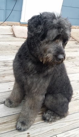 Bouviers Available for Adoption - American Bouvier Rescue League