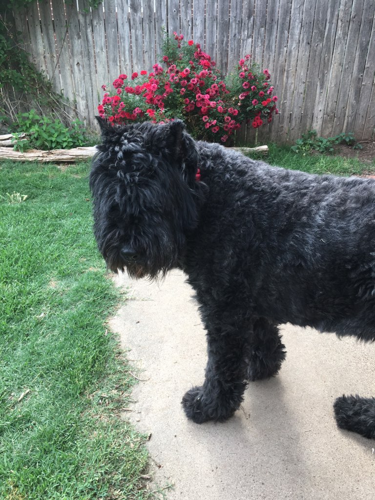 American Bouvier Rescue League - Bouviers Available For Adoption